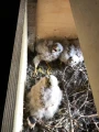 Pustułka (Falco tinnunculus) w budce lęgowej