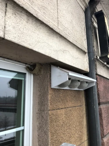 Potrójna budka lęgowa dla jaskółki oknówki w formie sztucznego gzymsu. Montaż pomiędzy oknami.