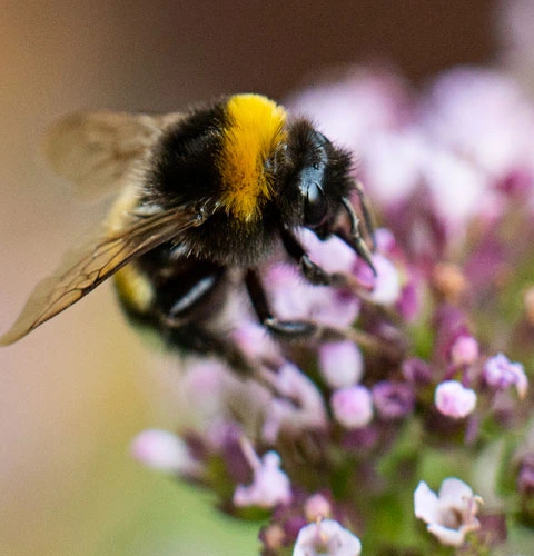 Jak urządzić ogród przyjazny zapylaczom