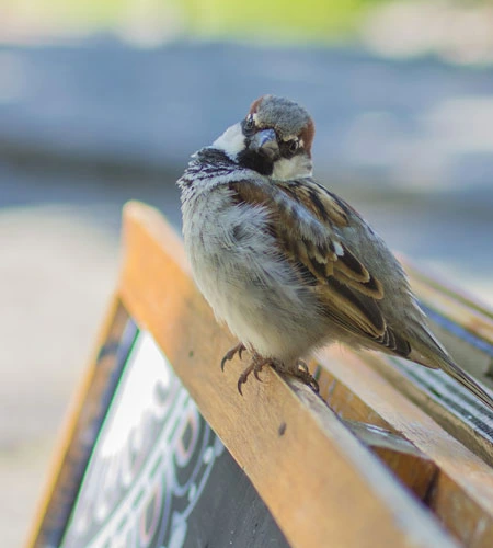 Ptaki w mieście – jak wspierać ich populację na osiedlach?